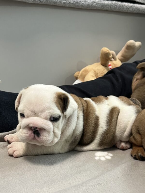 Carrie English Bulldog Carrie English Bulldog