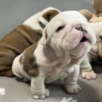 Carrie-female-English-bulldog-puppy-for-sale-1 (2)
