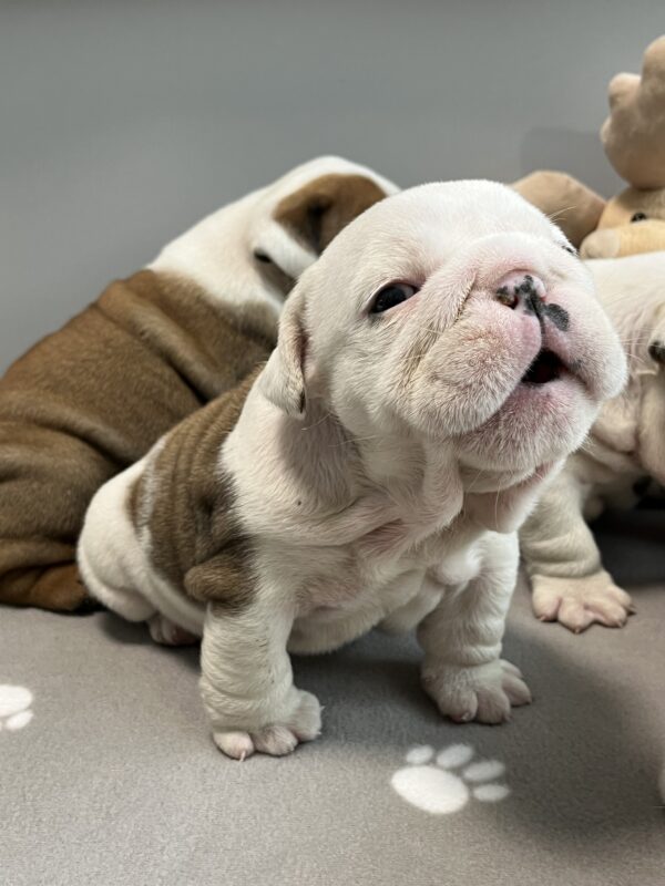 Carrie English Bulldog Carrie English Bulldog