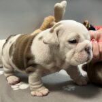 Carrie-female-English-bulldog-puppy-for-sale-1 (3)