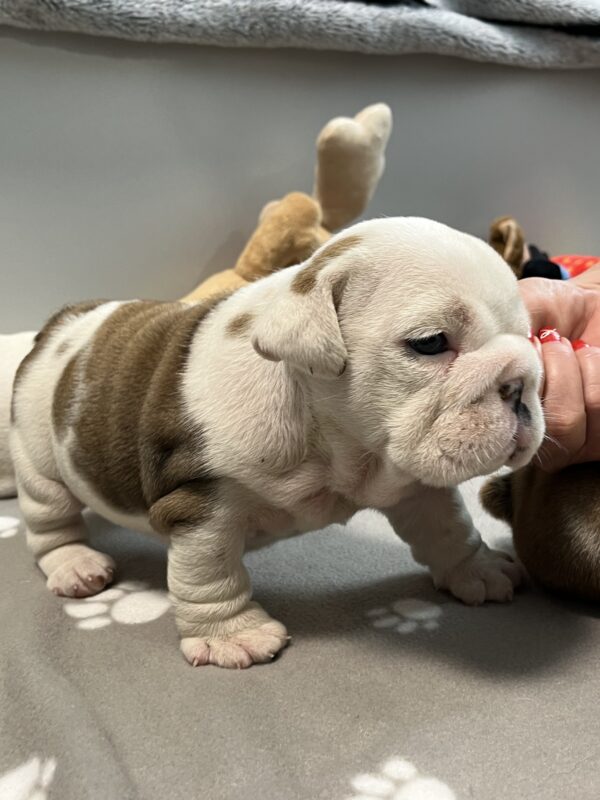 Carrie English Bulldog Carrie English Bulldog