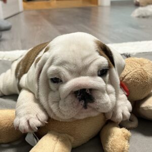 Carrie English Bulldog Carrie English Bulldog