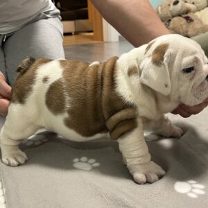 Carrie English Bulldog Carrie English Bulldog