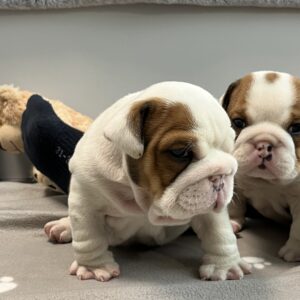 Cash English Bulldog Cash English Bulldog
