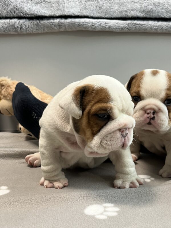 Cash English Bulldog Cash English Bulldog