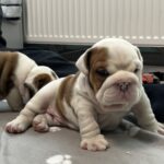 Cash-male-English-bulldog-puppy-for-sale-1 (2)
