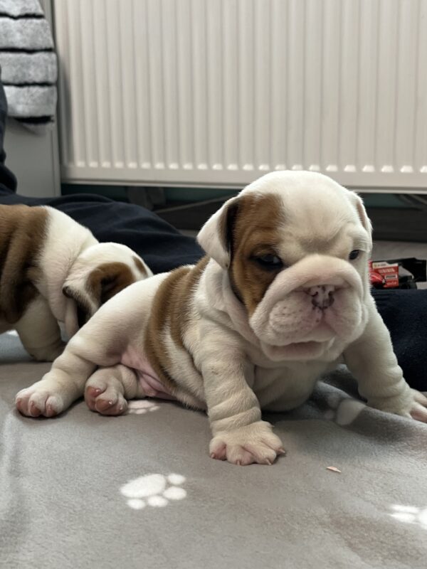 Cash English Bulldog Cash English Bulldog