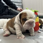 Cash-male-English-bulldog-puppy-for-sale-1 (3)