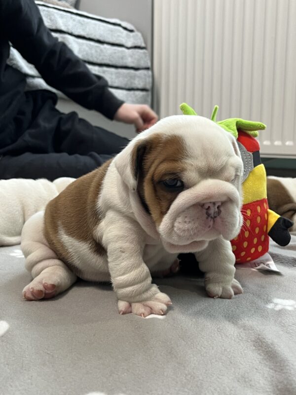 Cash English Bulldog Cash English Bulldog