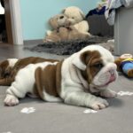 Cash-male-English-bulldog-puppy-for-sale-1 (4)