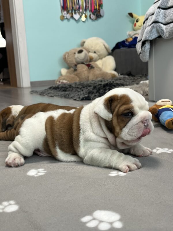 Cash English Bulldog Cash English Bulldog