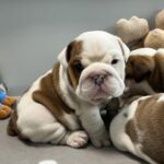 Cash-male-English-bulldog-puppy-for-sale-1 (5)