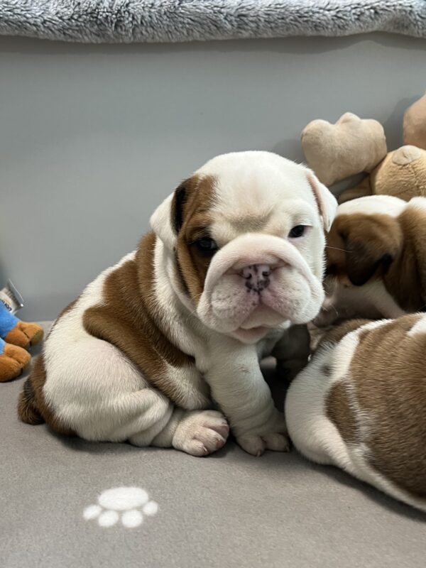 Cash English Bulldog Cash English Bulldog