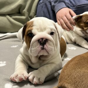 Cash English Bulldog Cash English Bulldog