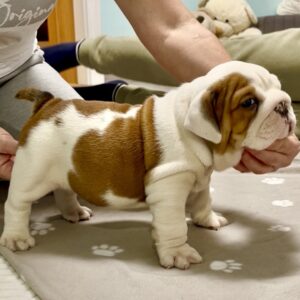 Cash English Bulldog Cash English Bulldog