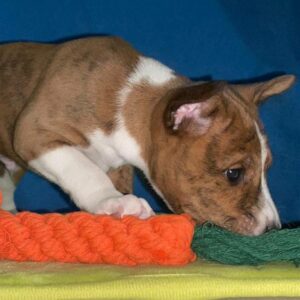 Casper Basenji Casper Basenji