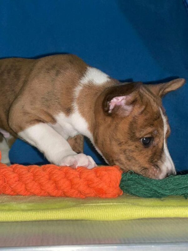 Casper Basenji Casper Basenji