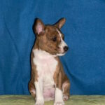 Casper-male-basenji-puppy-for-sale-1 (2)