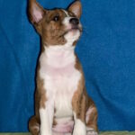 Casper-male-basenji-puppy-for-sale-1 (3)