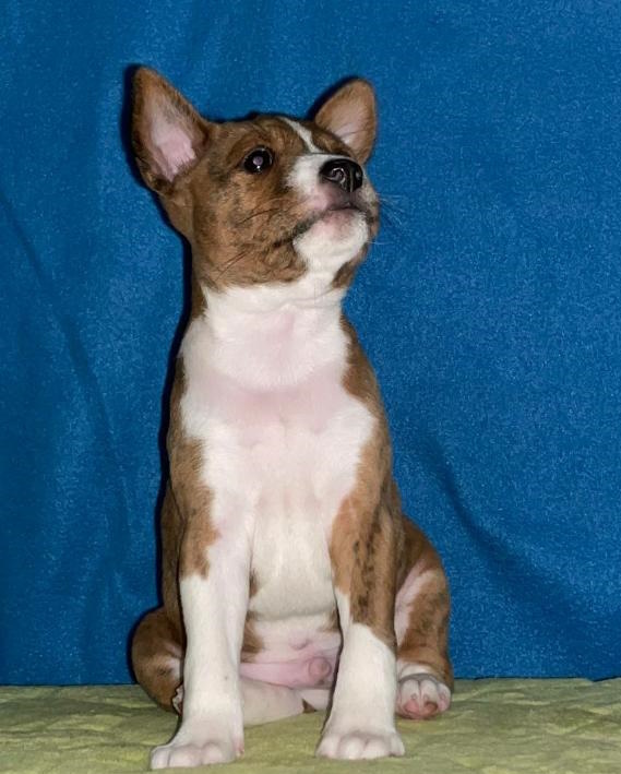 Casper Basenji Casper Basenji