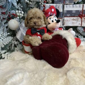 Chaffy Toy Poodle Chaffy Toy Poodle