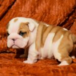 Chamilla-female-english-bulldog-puppy-for-sale- (1)