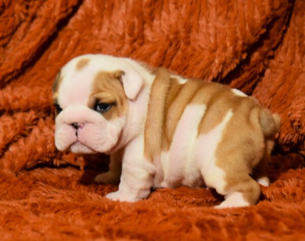 Chamilla English Bulldog Chamilla English Bulldog