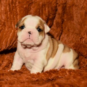 Chamilla English Bulldog Chamilla English Bulldog