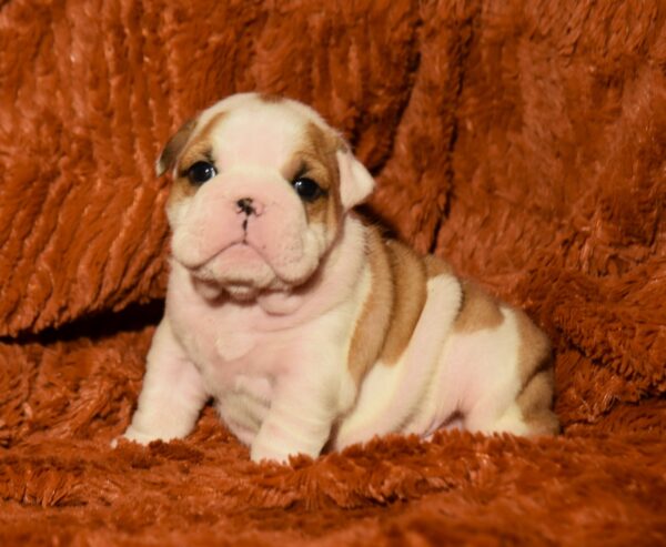Chamilla English Bulldog Chamilla English Bulldog