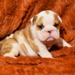 Chamilla-female-english-bulldog-puppy-for-sale- (3)