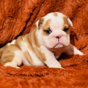 Chamilla English Bulldog Chamilla English Bulldog