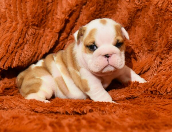 Chamilla English Bulldog Chamilla English Bulldog