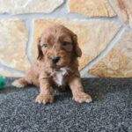 Charon-male-cavapoo-puppy-for-sale-1 (1)