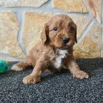 Charon-male-cavapoo-puppy-for-sale-1 (2)