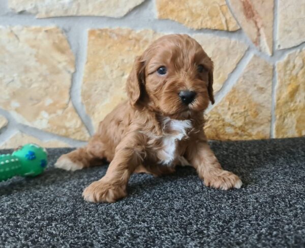 Charon Cavapoo Charon Cavapoo