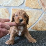 Charon-male-cavapoo-puppy-for-sale-1 (3)