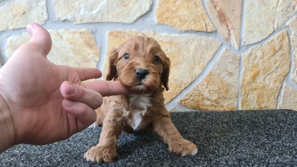 Charon Cavapoo Charon Cavapoo