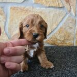 Charon-male-cavapoo-puppy-for-sale-1 (4)
