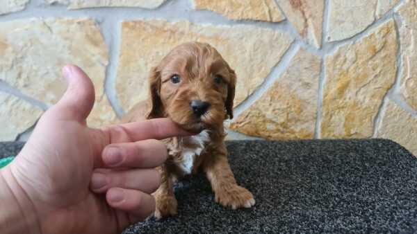 Charon Cavapoo Charon Cavapoo