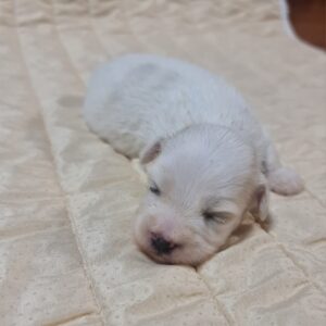 Chester Coton De Tulear Chester Coton De Tulear