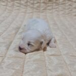 Chester-male-coton-de-tulear-puppy-for-sale-1 (2)
