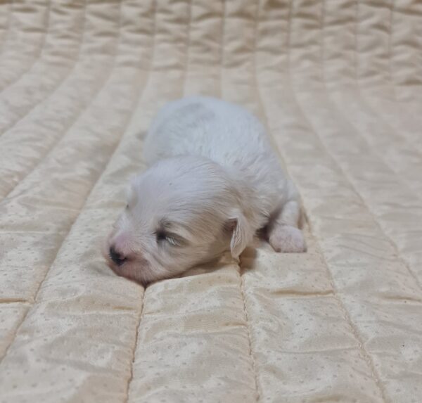 Chester Coton De Tulear Chester Coton De Tulear