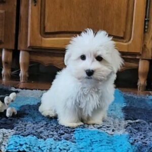 Chester Coton De Tulear Chester Coton De Tulear