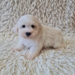 Chester Coton De Tulear Chester Coton De Tulear