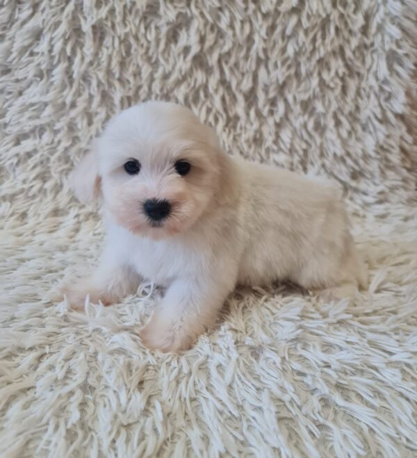 Chester Coton De Tulear Chester Coton De Tulear