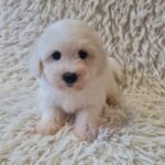 Chester-male-coton-de-tulear-puppy-for-sale- (2)