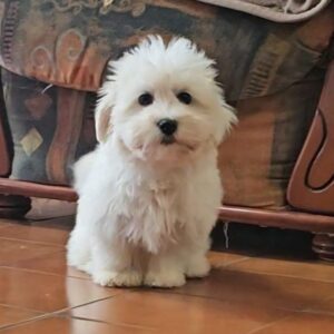 Chester Coton De Tulear Chester Coton De Tulear