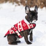 Chicago-male-french-bulldog-puppy-for-sale-1 (1)