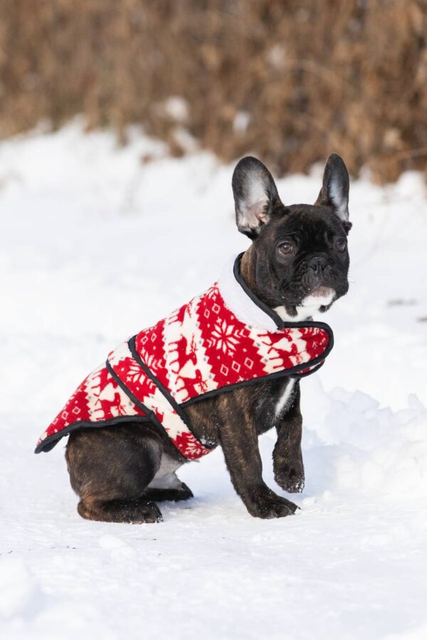 Chicago French Bulldog Chicago French Bulldog