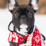 Chicago-male-french-bulldog-puppy-for-sale-1 (2)
